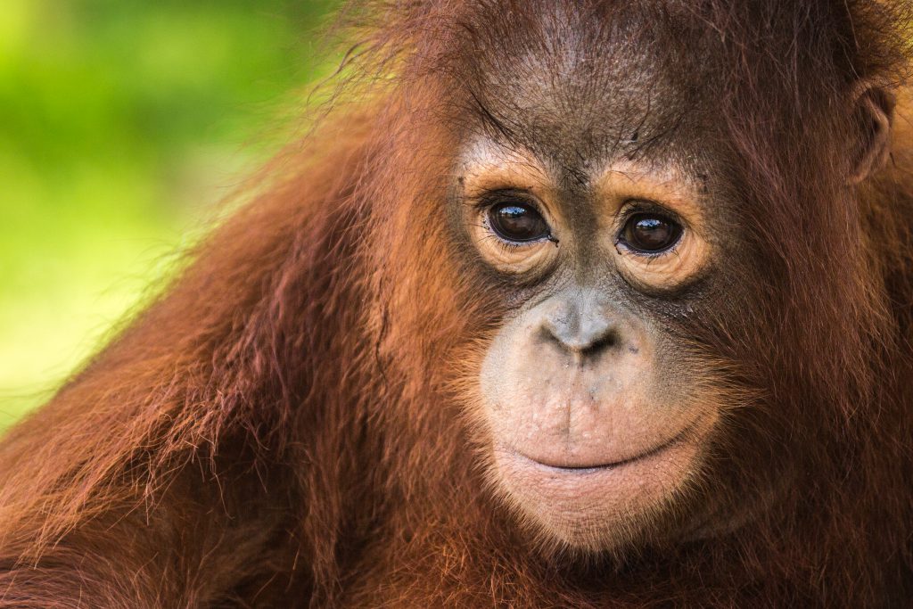 Risultato immagini per Borneo Orangutan Survival Foundation.