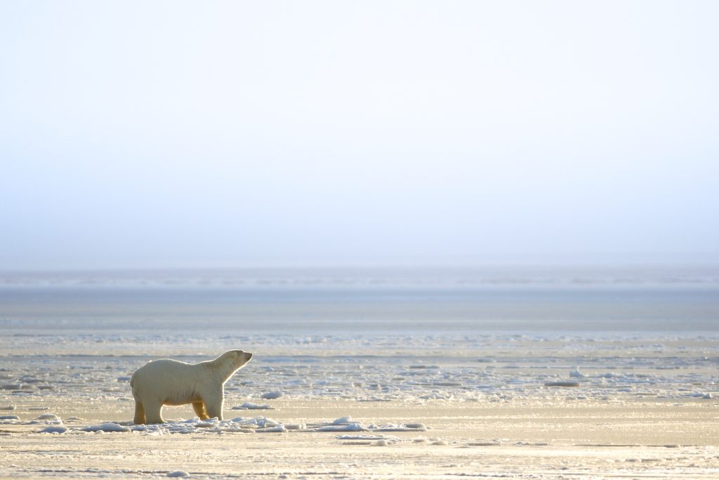 Bear on Edge