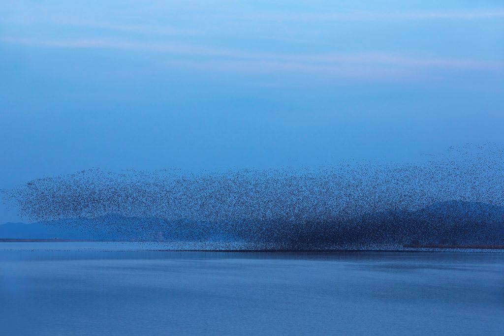 Flight of a Thousand Wings