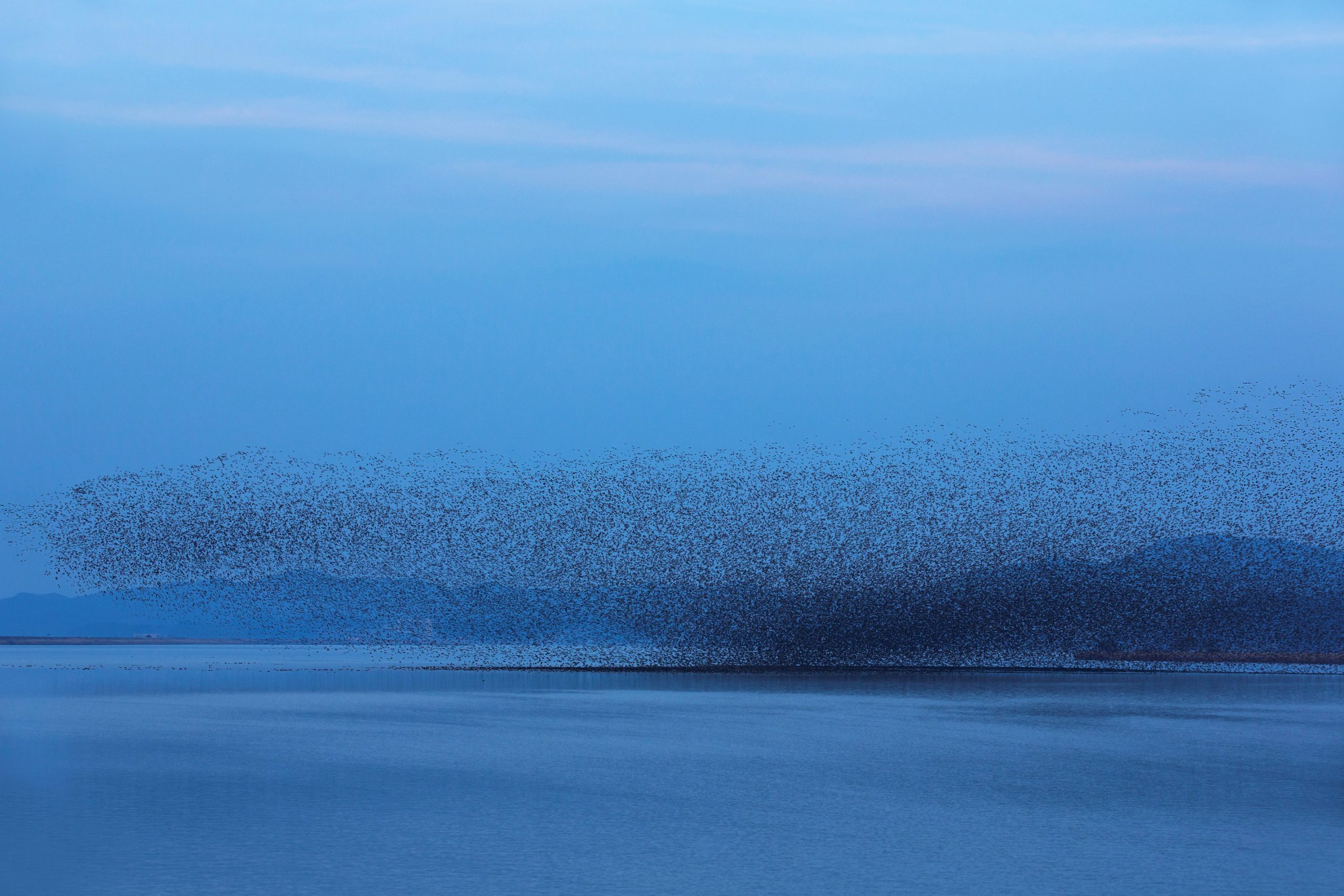 Flight of a Thousand Wings