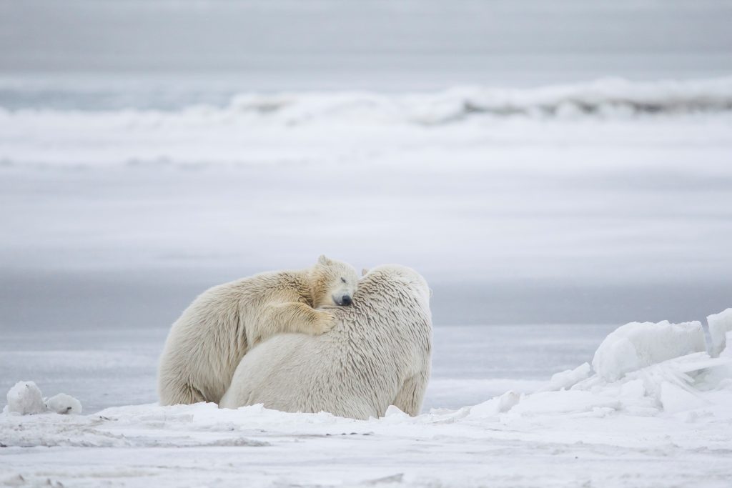 Mother's Warmth