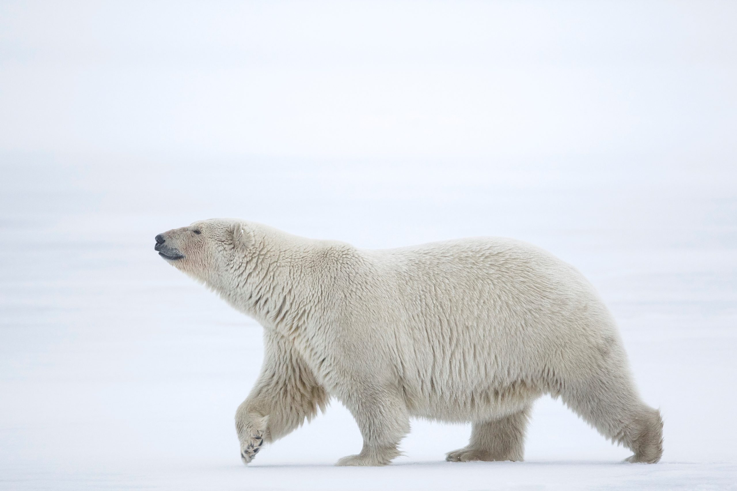 Dancing on Ice