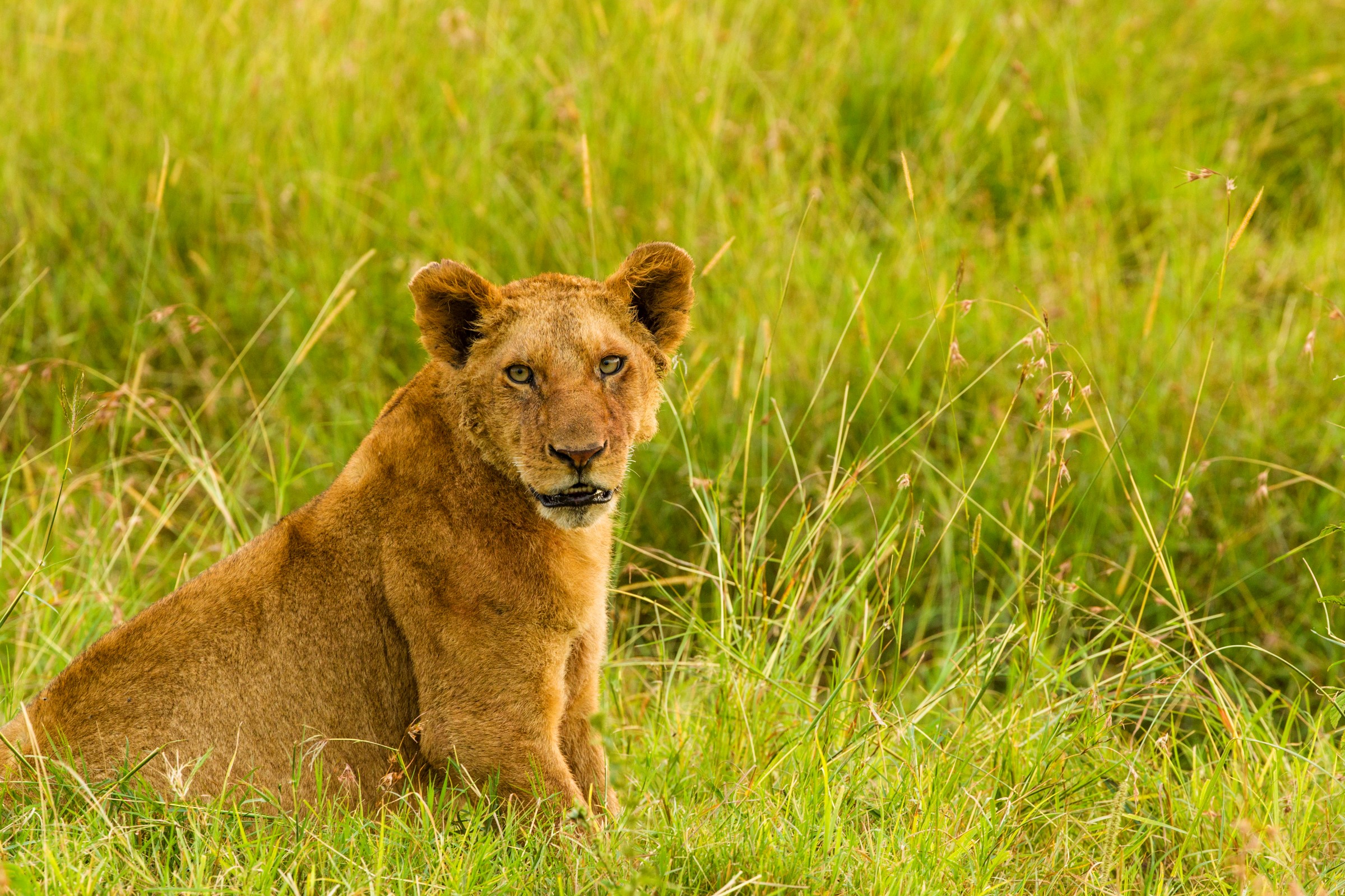 Lioness on the Brush